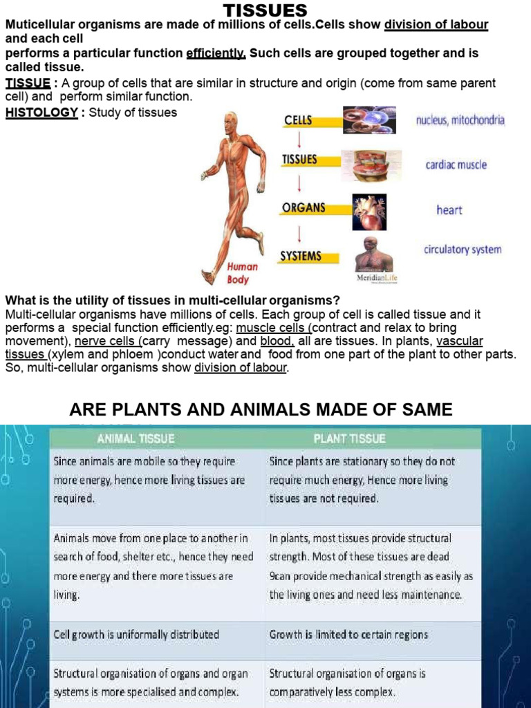 Overview of Plant and Animal Tissues | PDF | Epithelium | Tissue (Biology)