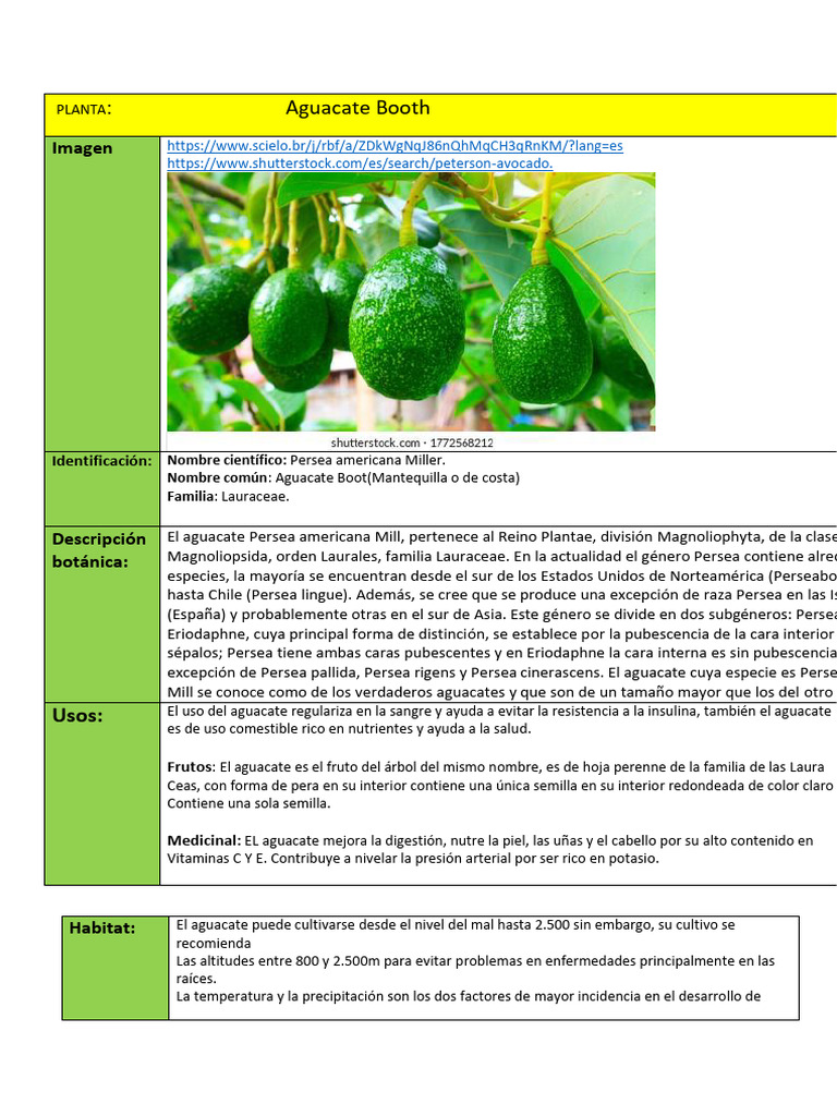 Ramon Gonzalez 27063 Aguacate Ficha Técnica | PDF | Aguacate | Agricultura
