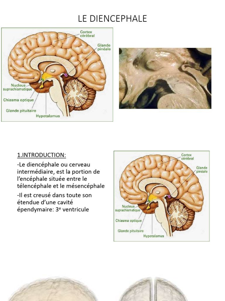 Anatomie du Diencéphale et Ses Fonctions | PDF | Thalamus | Cerveau