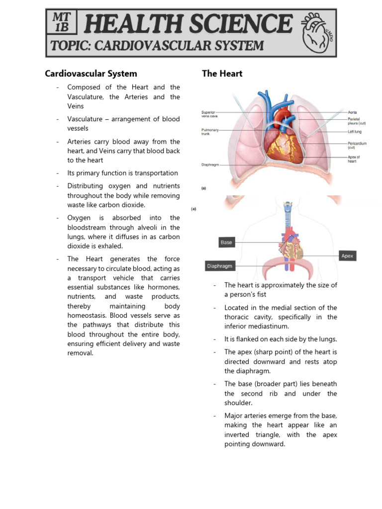Anatomy and Function of the Heart | PDF | Heart Valve | Diastole