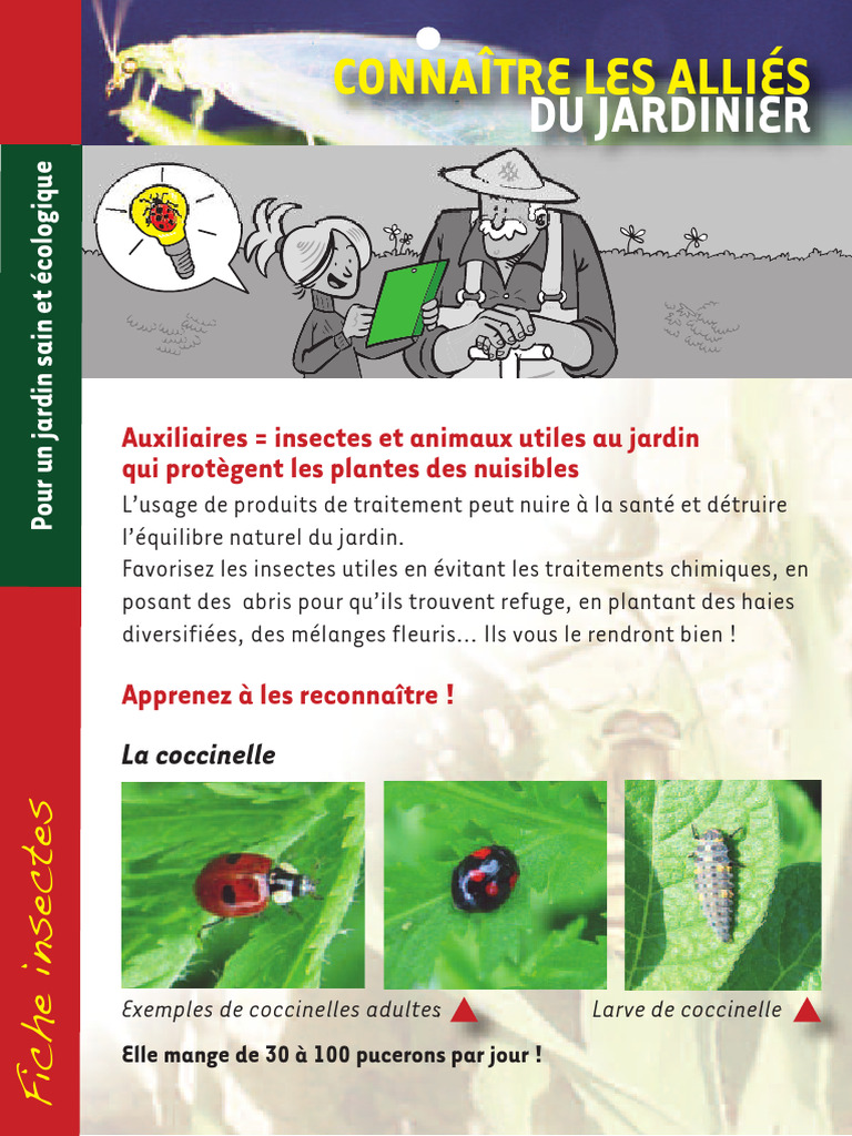 Insectes utiles pour un jardin sain | PDF | Coccinellidae | Insectes