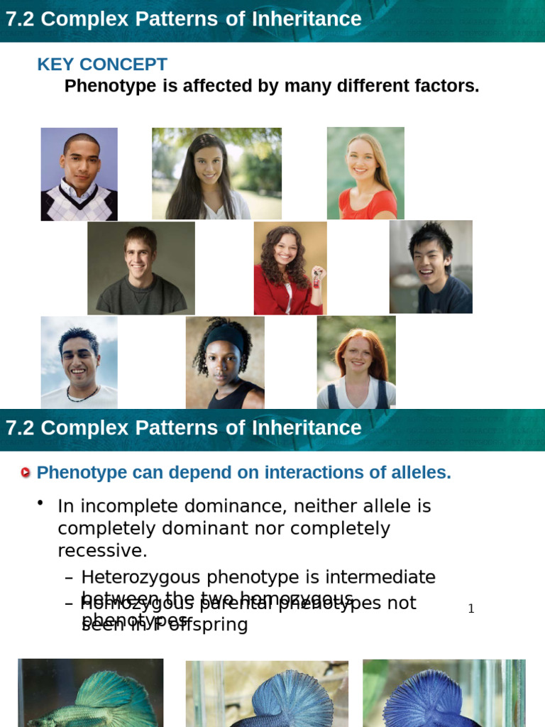 Phenotype Is Affected by Many Different Factors.: Key Concept | PDF