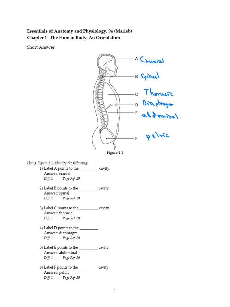 Orientation Comprehensive | PDF | Human Body | Anatomical Terms Of Location