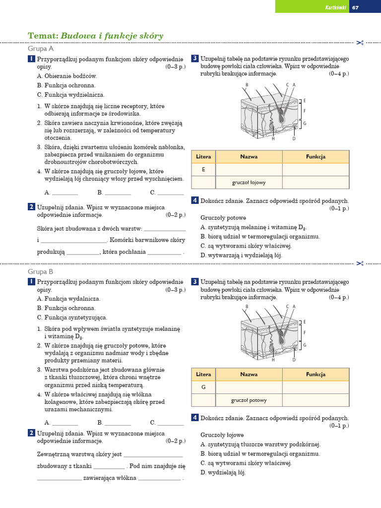 Budowa I Funkcje Skóry Test budowa i funkcje skury | PDF