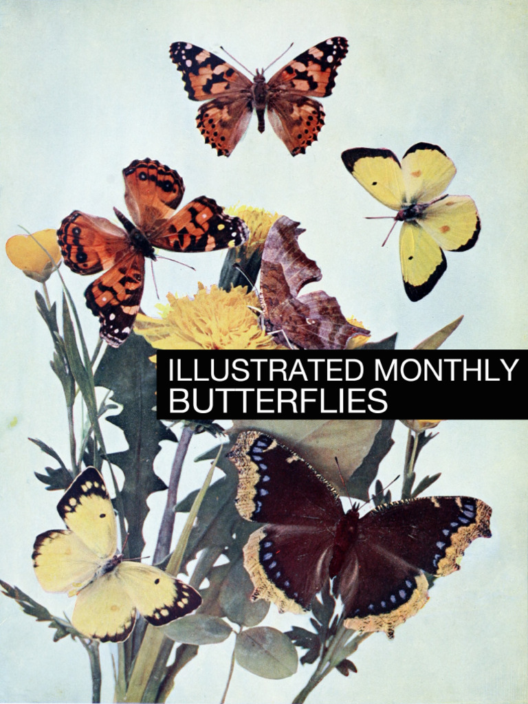 Butterflies | PDF
