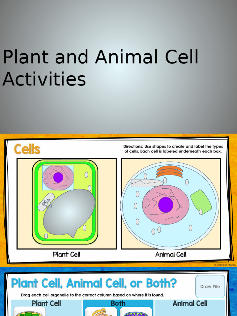 Plant and Animal Cell Structures Explained | PDF