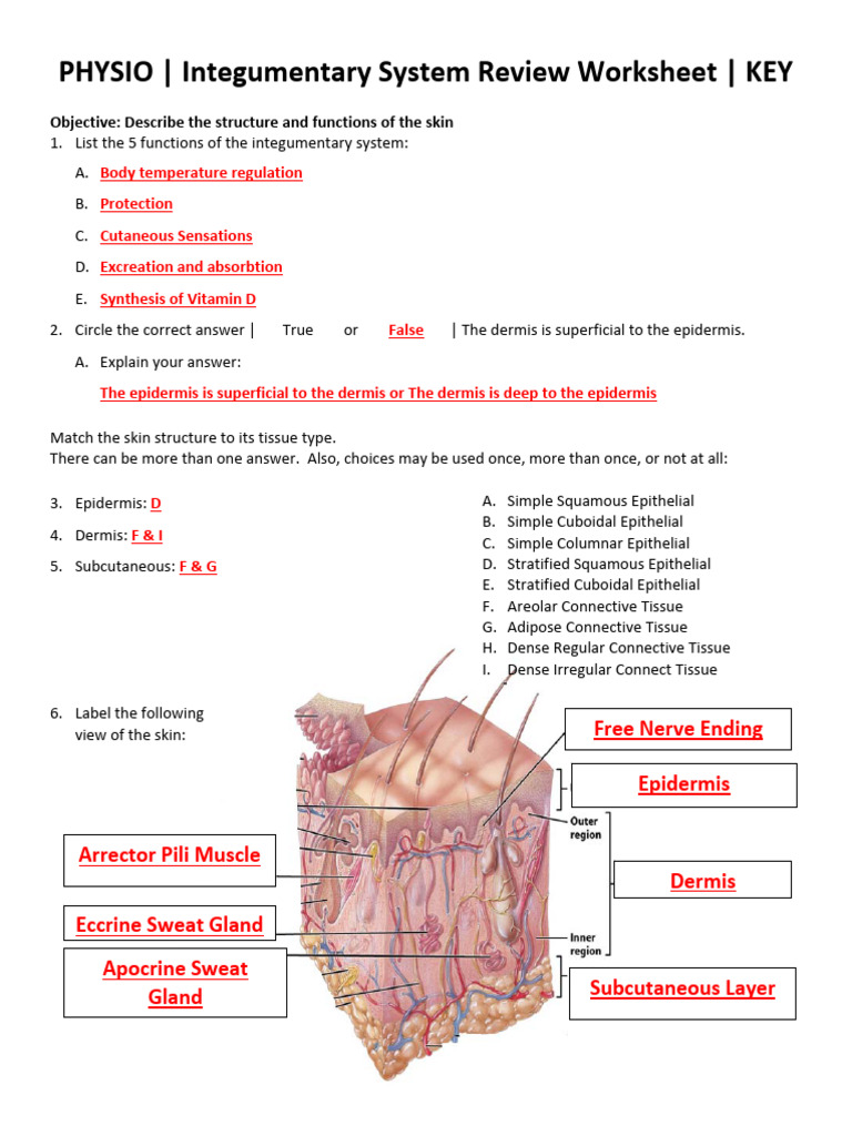 Integumentary System Review Worksheet Key Physio PDF Epithelium Skin