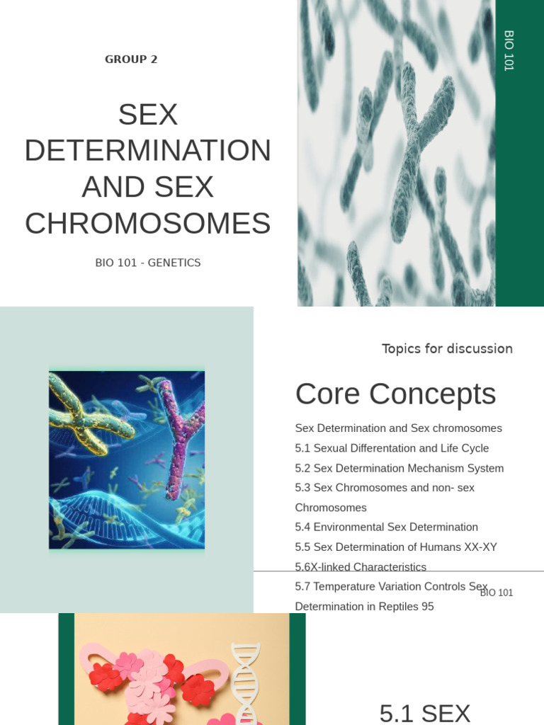 Sex Determination and Sex Chromosomes | PDF | Sex | Biological Interactions