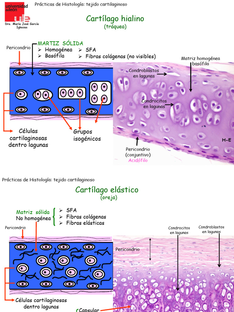 Tema 13 Tejido Cartilago | PDF | Cartílago | Histología
