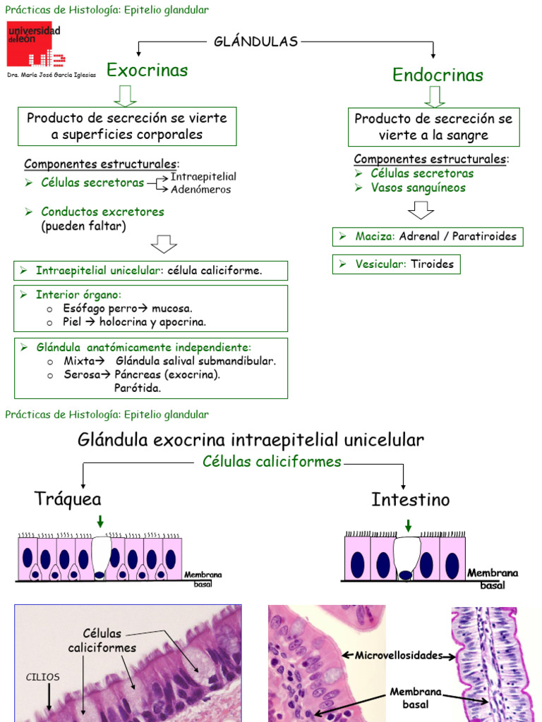 Histología de Glándulas Exocrinas y Endocrinas | PDF | Epitelio | Páncreas