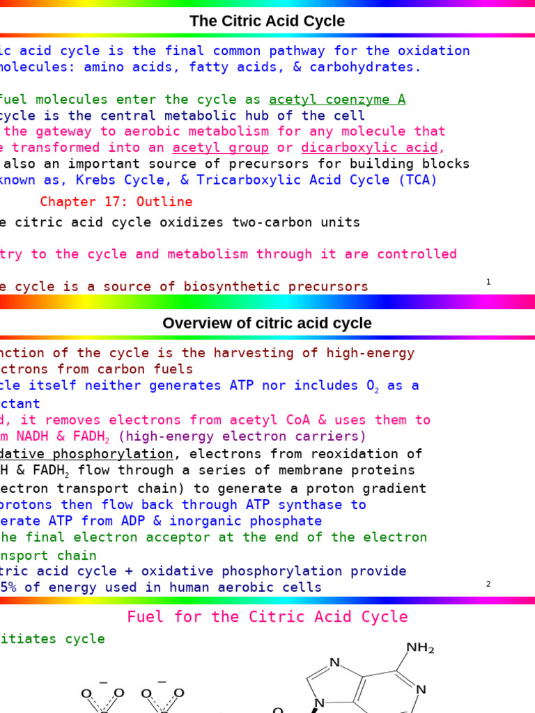 Citric Acid Cycle 2 | PDF | Citric Acid Cycle | Chemistry