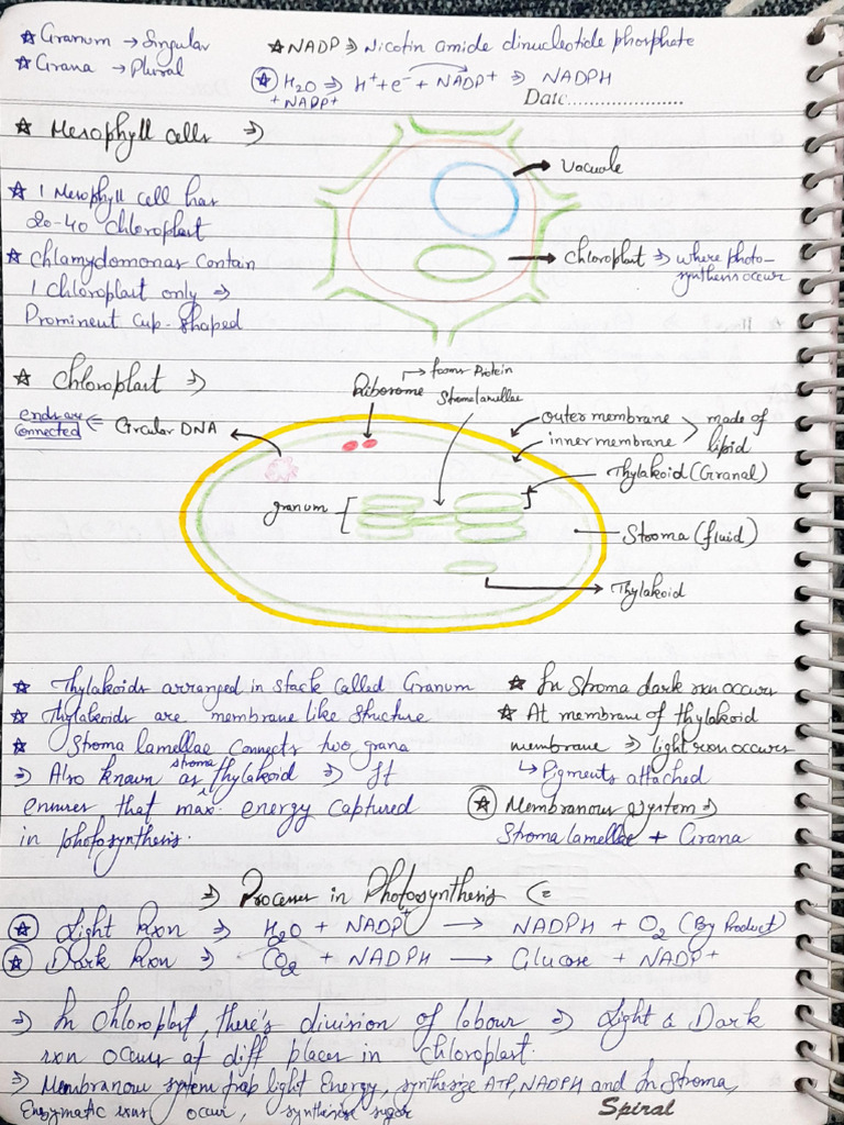 Carbon Metabolism | PDF