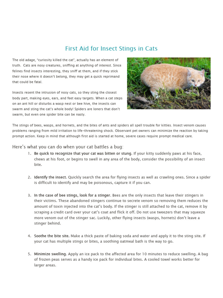 First Aid for Insect Stings in Cats | PDF | Medical Specialties ...