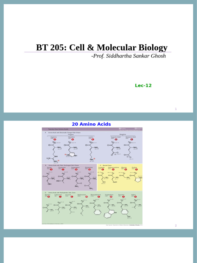 Lecture-12 (28!10!2024) On Gentic Code | PDF | Genetic Code | Amino Acid