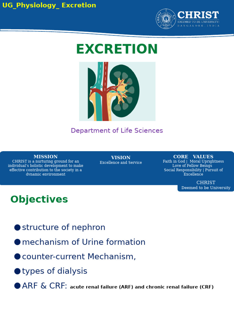 UG_Physiology_Excretion_2021-22 | PDF | Kidney | Urinary System