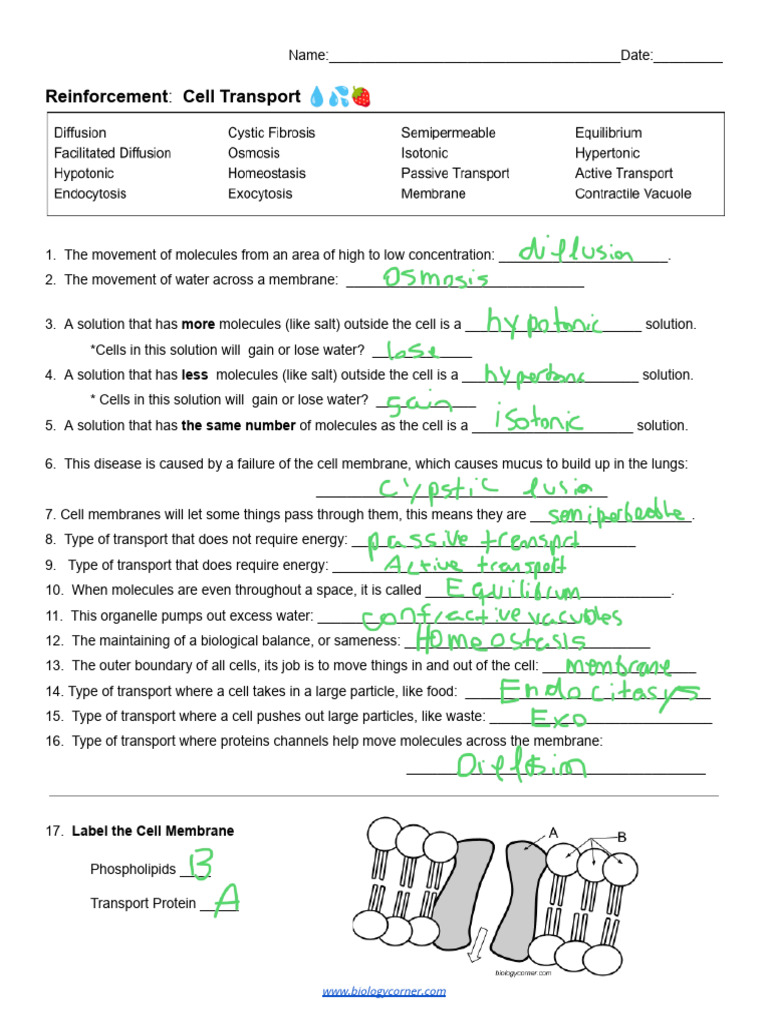 Reinforcement__Cell_Transport | PDF