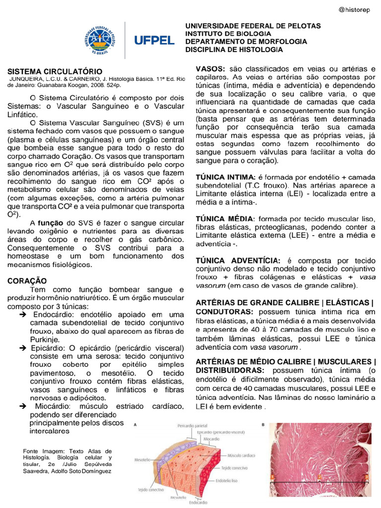 Resumo Sistema Circulatório Pdf