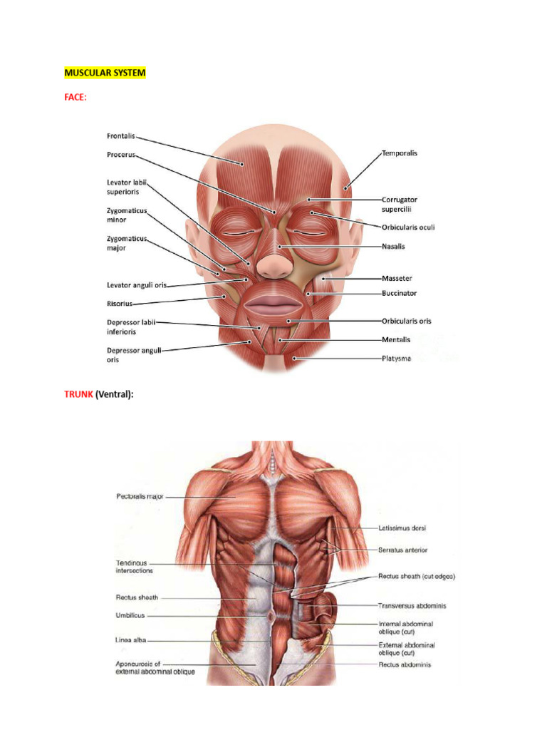 Overview of Human Body Systems | PDF