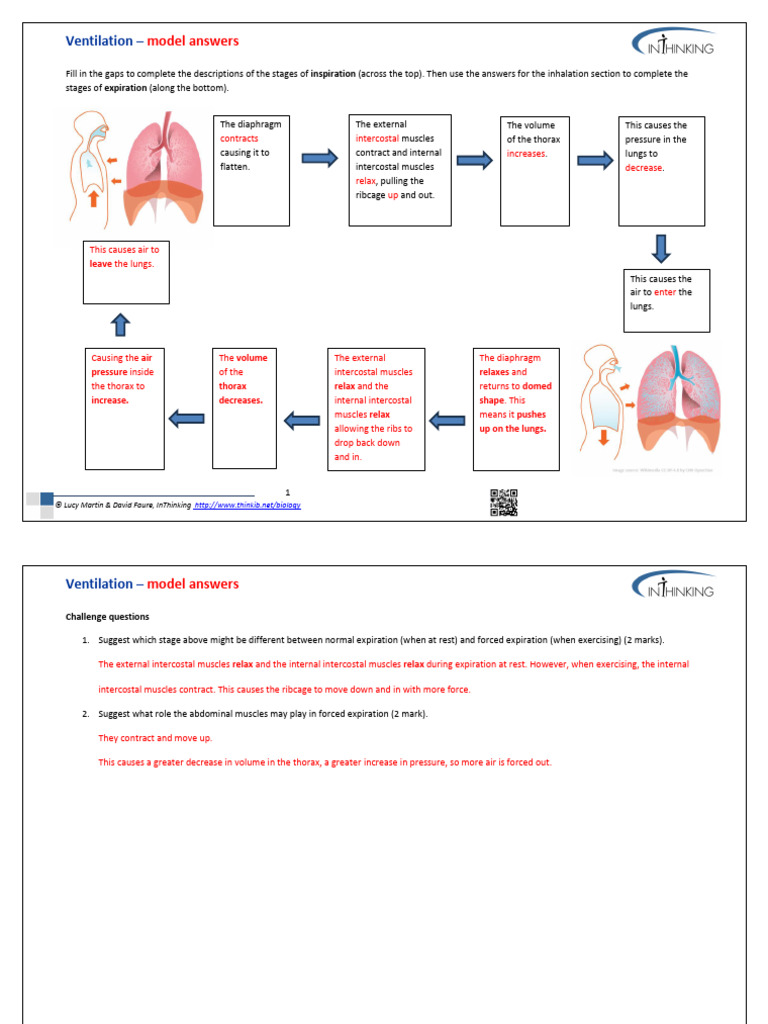 Breathing Mechanism: Inspiration & Expiration | PDF | Exhalation ...