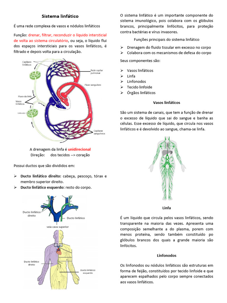 Sistema Linfático Pdf Sistema Linfático Anatomia