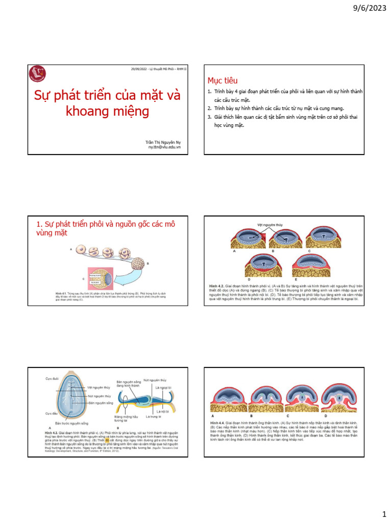 Su Phat Trien C A Mat Khoang Mieng | PDF