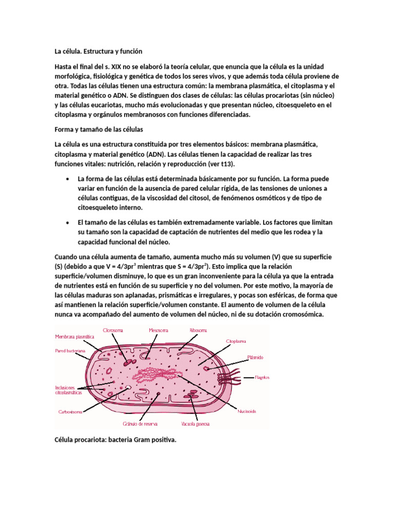 Estructura y Función de las Células | PDF | Biología Celular) | Citoplasma