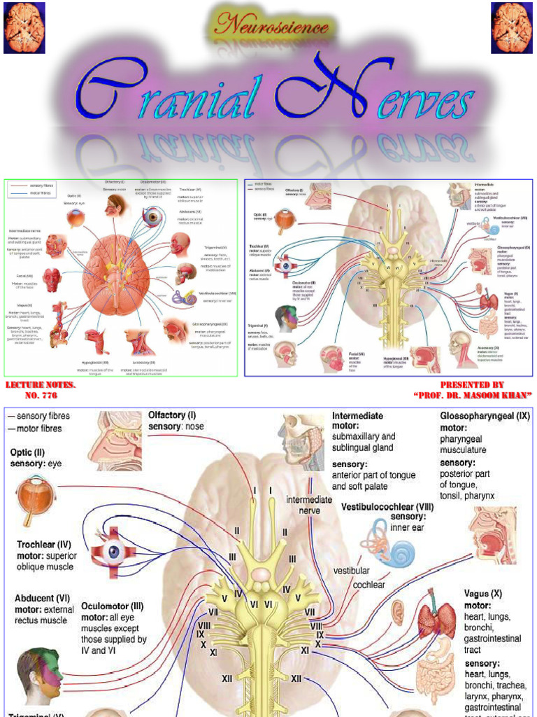 Cranial Nerves Overview and Mnemonics | PDF | Nerve | Nervous System