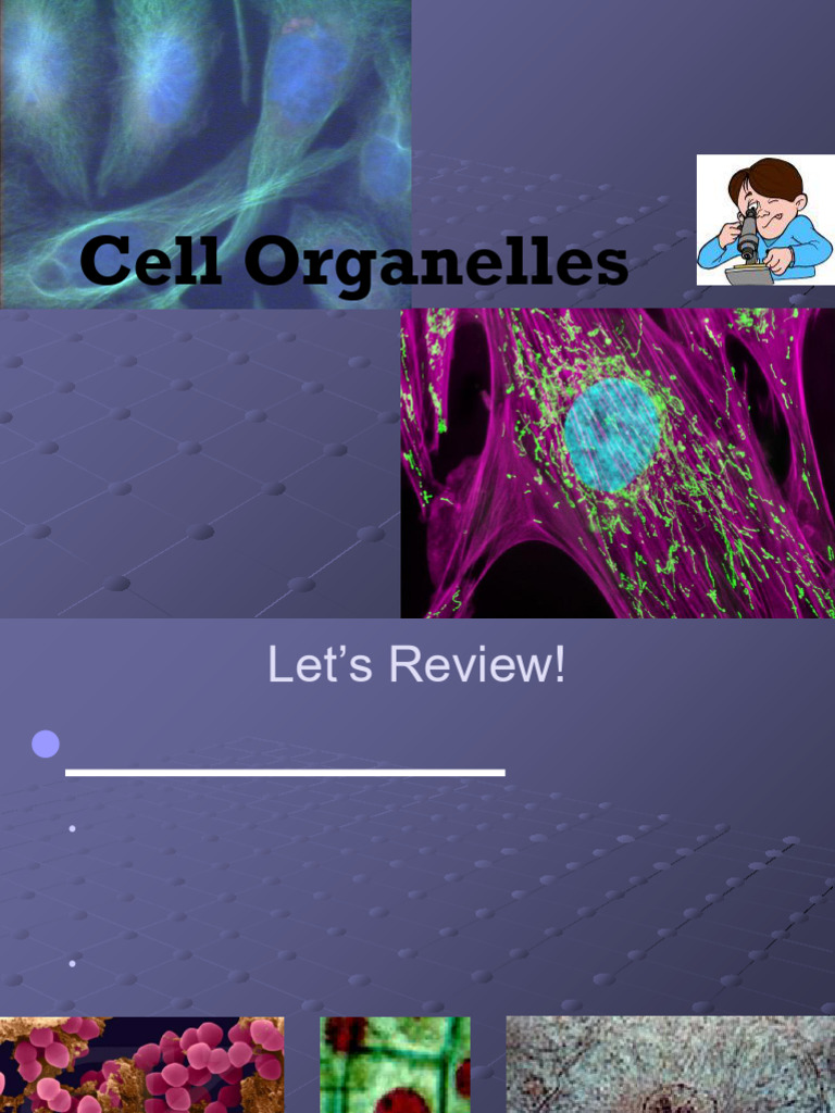 Understanding Cell Organelles and Functions | PDF | Cell (Biology ...