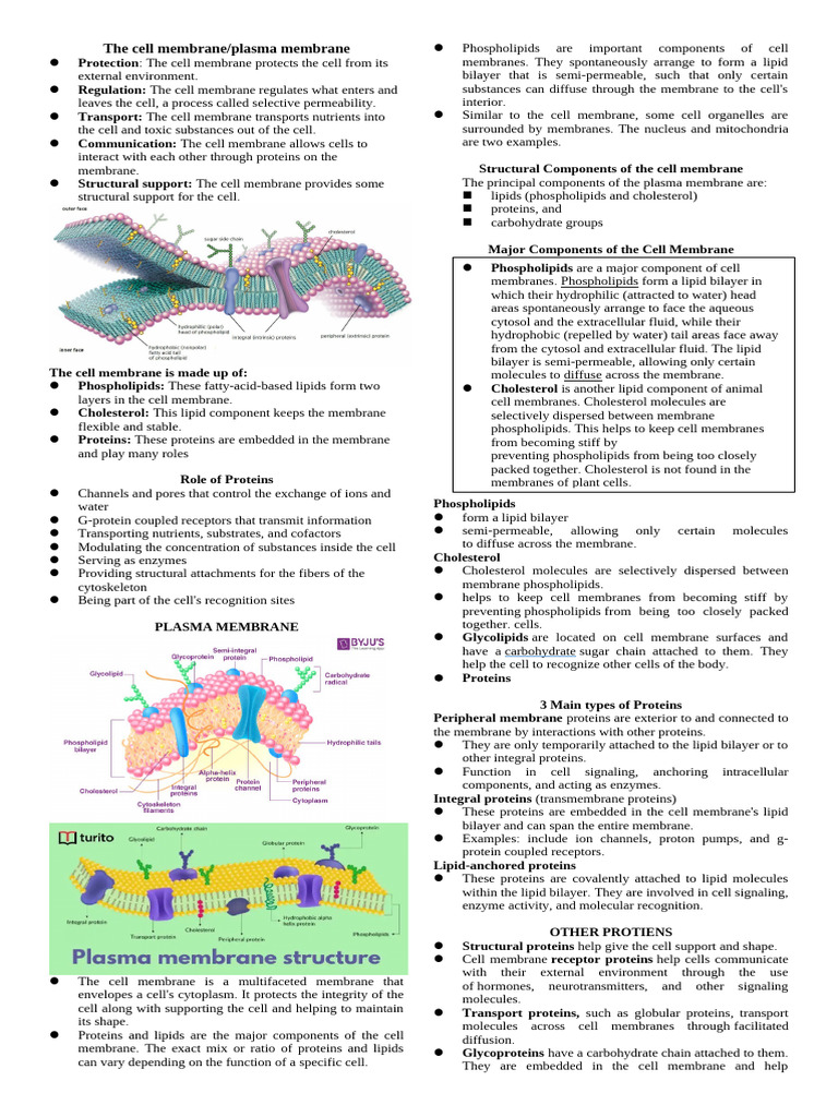 The-cell-membrane | PDF | Cell Membrane | Cell (Biology)