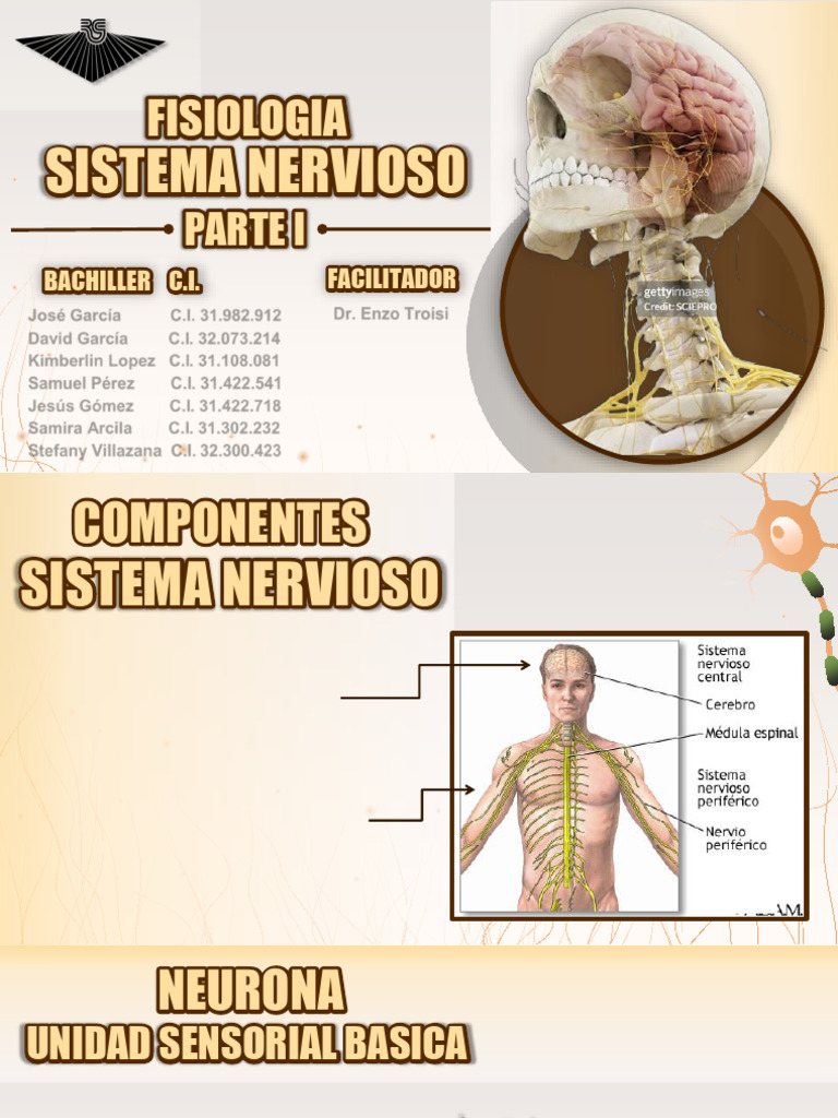 Fisiologia Del SN | PDF | Sistema nervioso | Cerebro