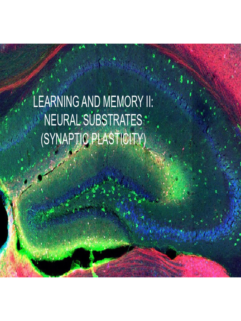 Lecture 17 - Cellular Substrates of Plasticity - Slides | PDF | Long ...