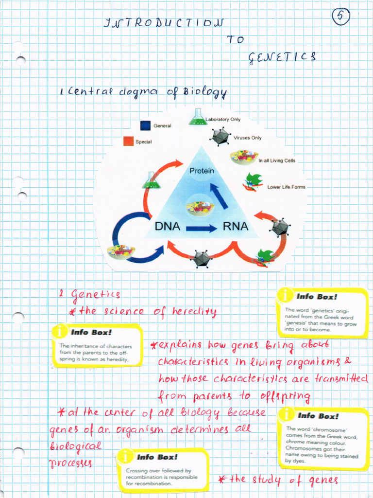 Netics | PDF | Nucleic Acids | Rna