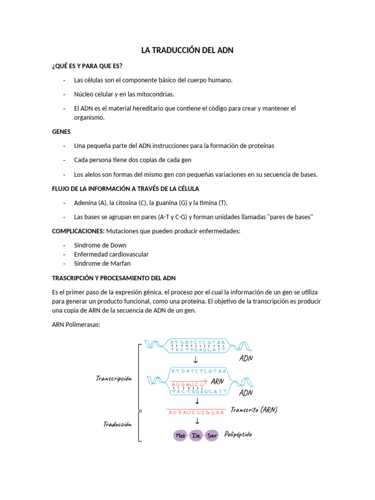 La Traducción y Replicacion Del Adn | PDF | Codigo genetico | Adn