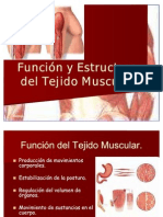 Función y Estructura del Tejido Muscular