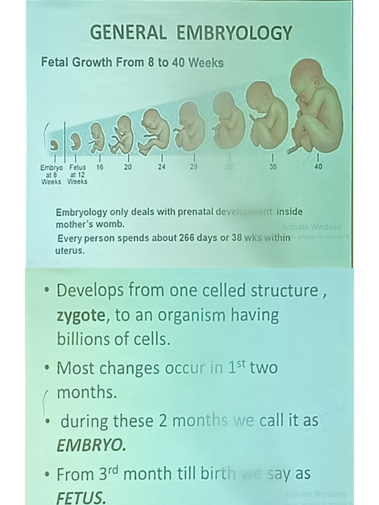 Embryology | PDF