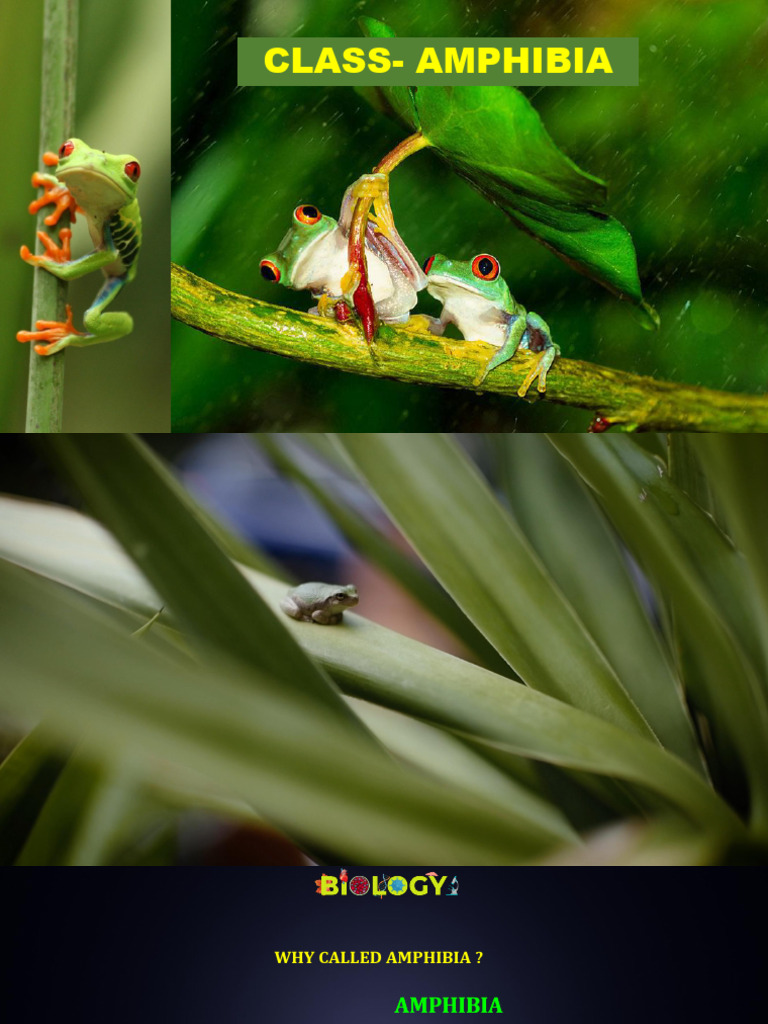 Amphibia: Dual Life and Characteristics | PDF | Amphibian | Frog