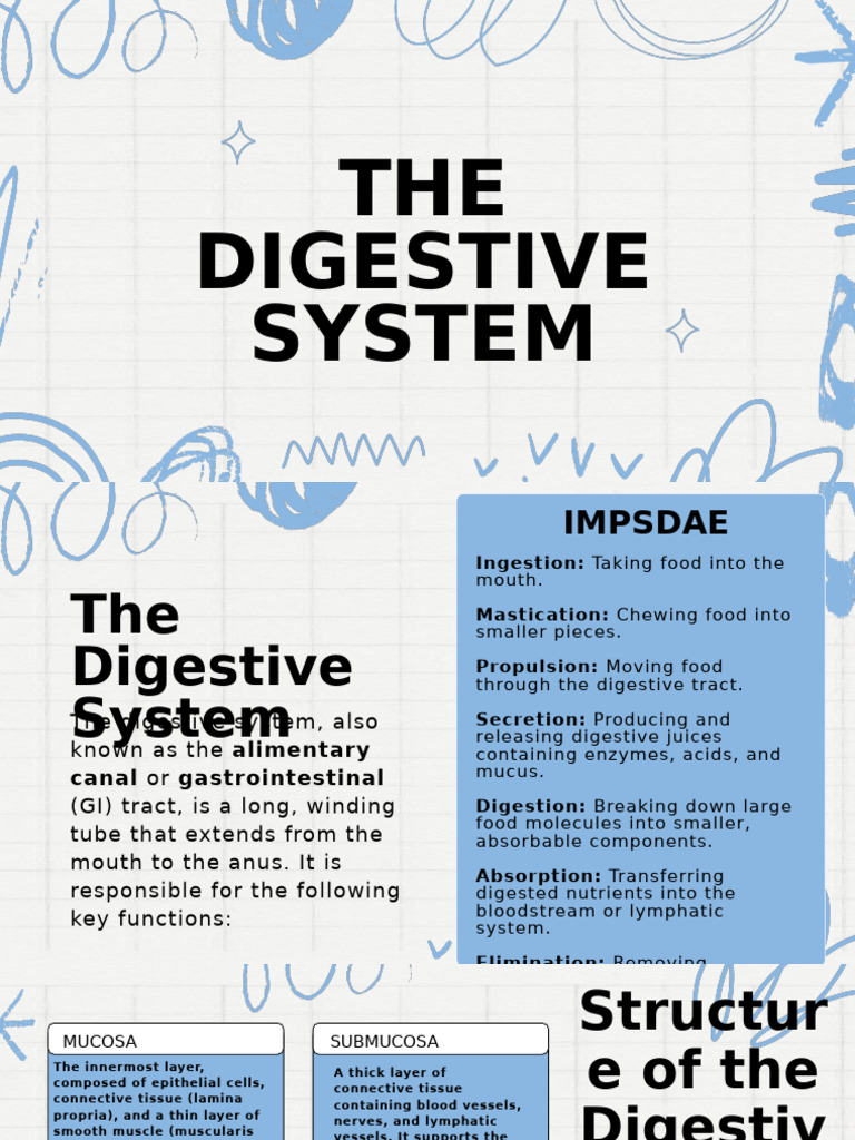 The Digestive System | PDF | Gastrointestinal Tract | Digestion