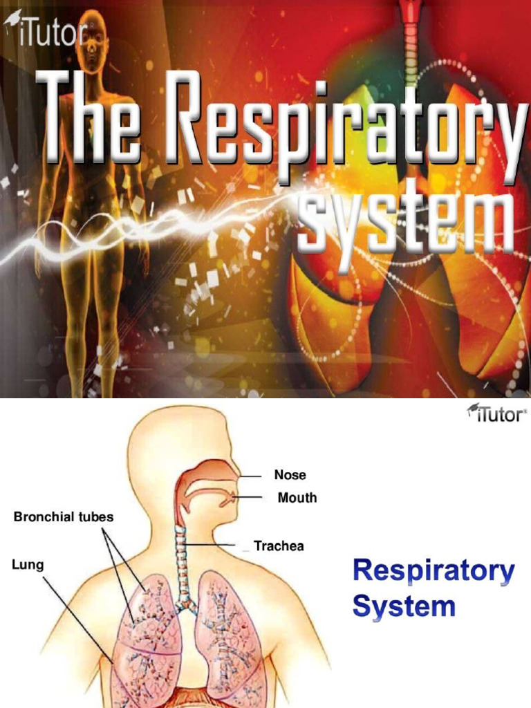 Respiratory and Digestive System | PDF | Digestion | Respiratory System