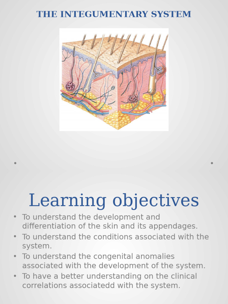 Overview of the Integumentary System | PDF | Epidermis | Skin