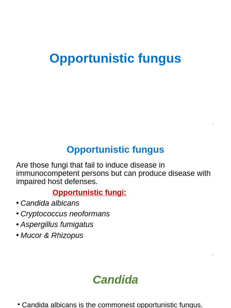 Opportunistic Fungi: Types and Infections | PDF | Candidiasis | Candida ...