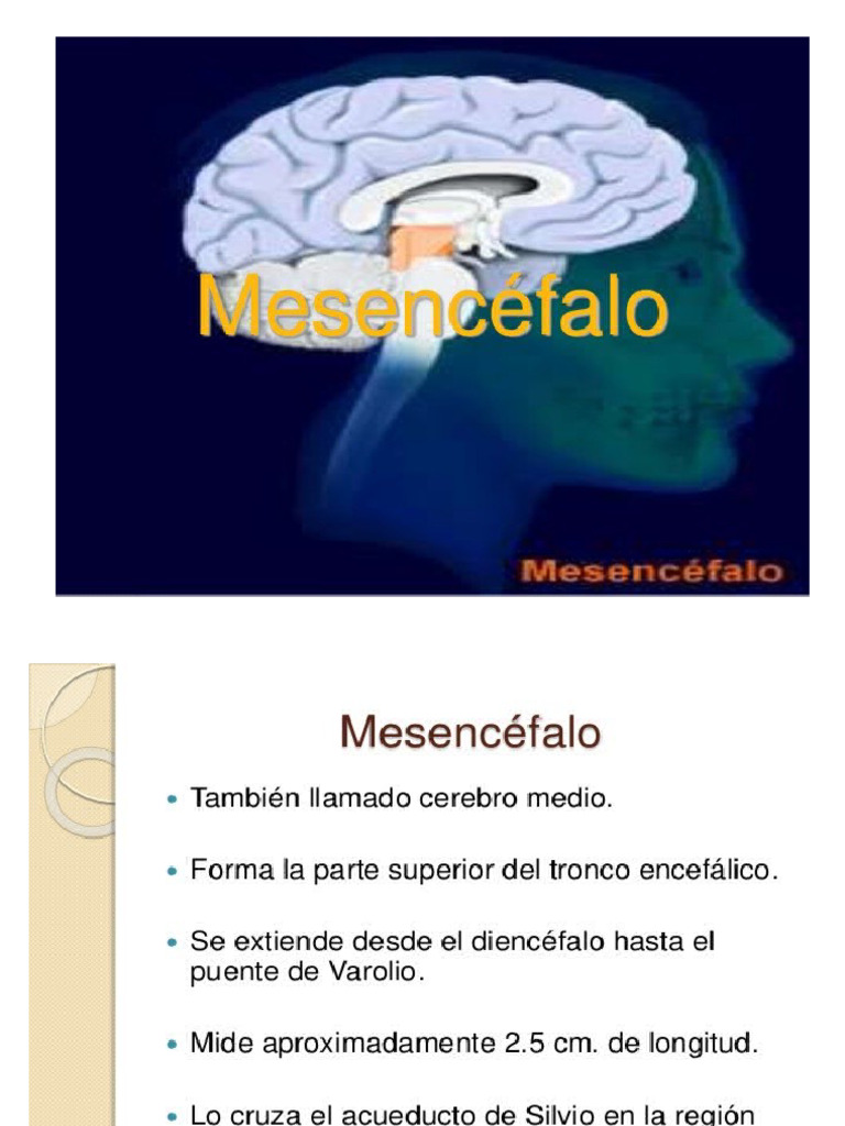 MESENCÉFALO - SEMANA 4 | PDF