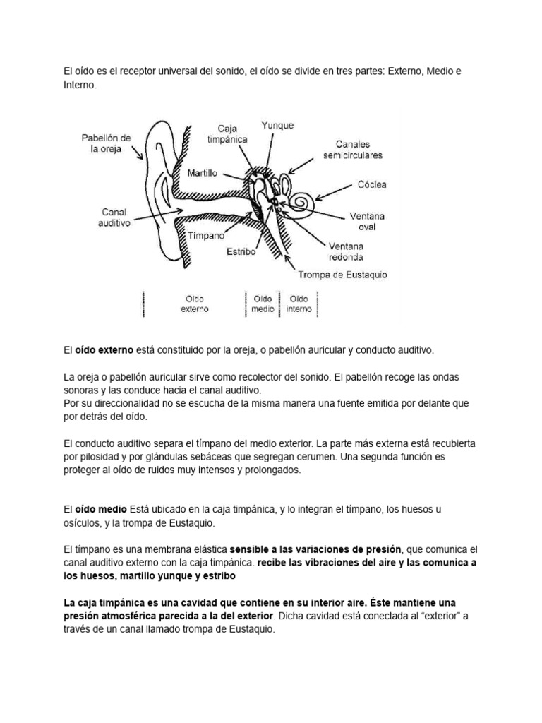 Tec. Audiovisuales Oido - Ojo | PDF | Oído | Neurología