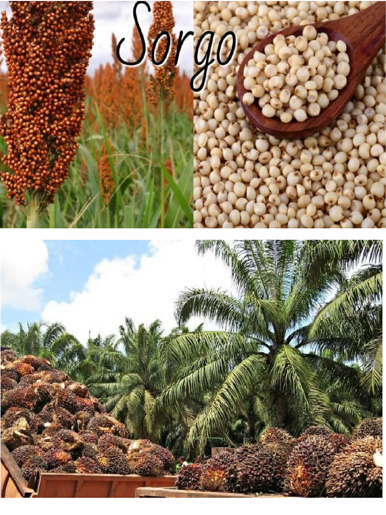 Agricultura Del Peru Pdf