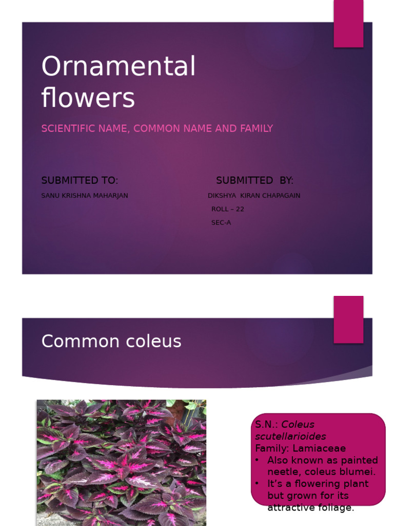 Ornamental flowers | PDF | Plants | Botany