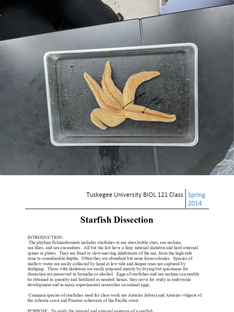 Starfish Lab | PDF
