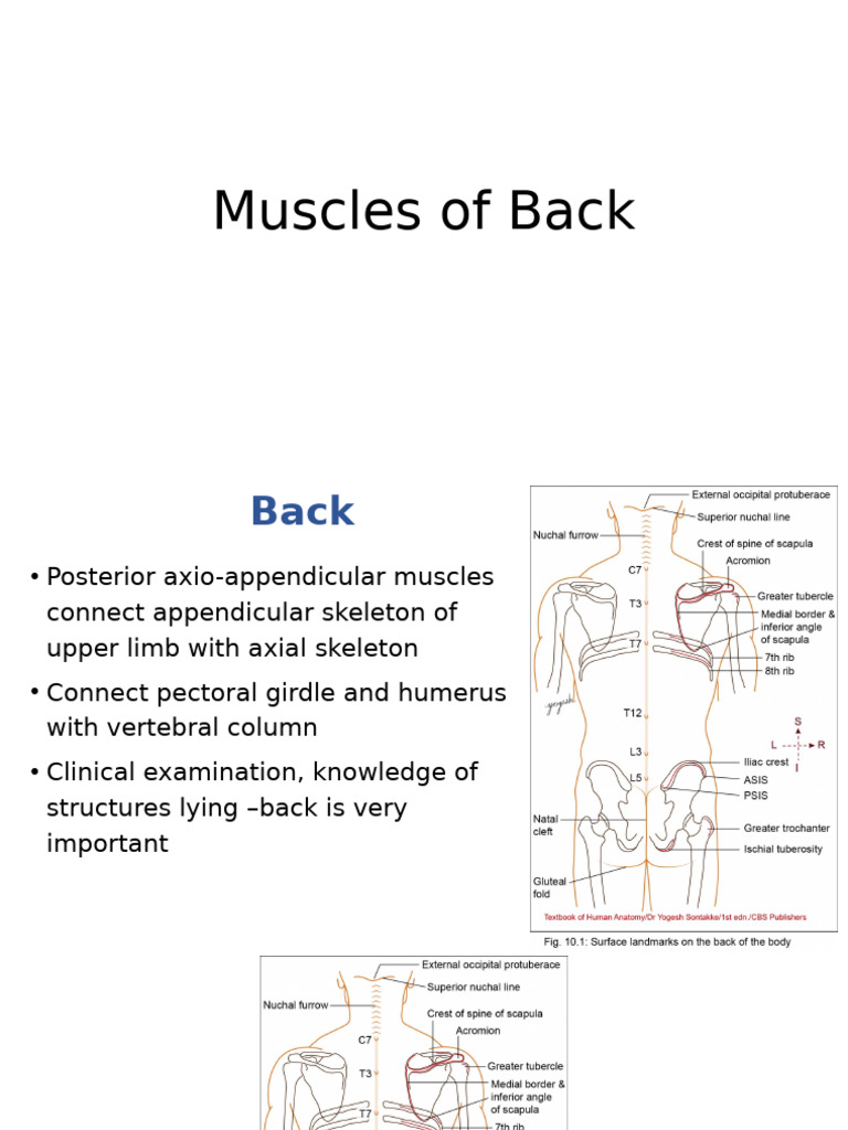 Anatomy of Back Muscles Explained | PDF | Limbs (Anatomy) | Human Anatomy