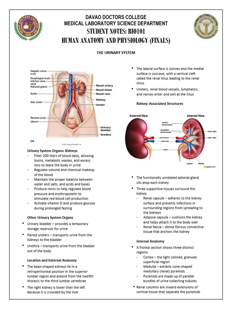 BIO101 Student Notes FINALS The Urinary System | PDF | Kidney | Angiotensin