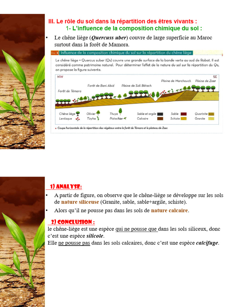 Influence des sols sur la végétation | PDF | Sol (pédologie) | Plantes