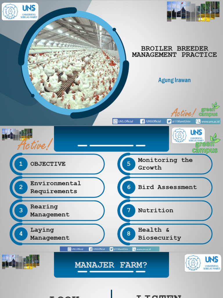Praktik Manajemen Breeder Broiler | PDF