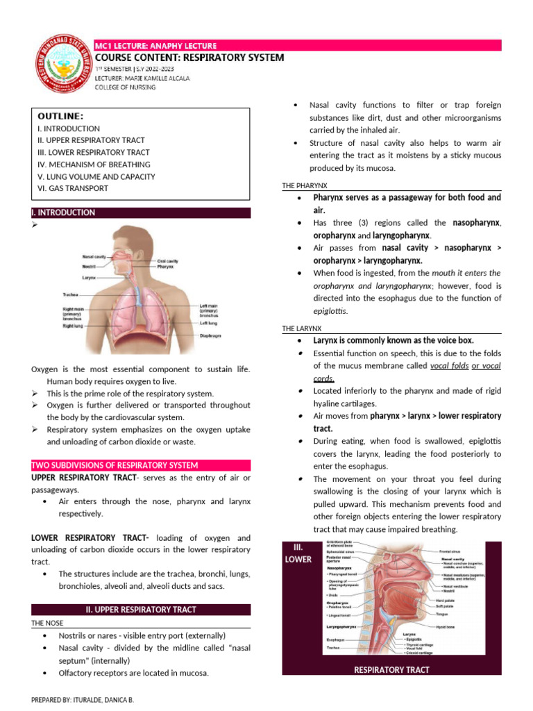 Overview of the Respiratory System | PDF | Respiratory Tract | Lung